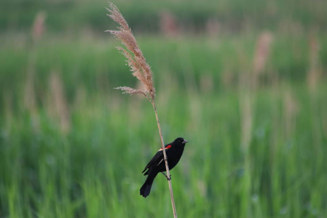 Yürüyüş yolundaki kuşlar böyle görüntülendi - Resim: 1
